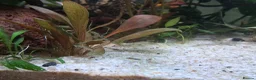 Platies fish for sale: Platy fry for sale in Rochester - Advert 3