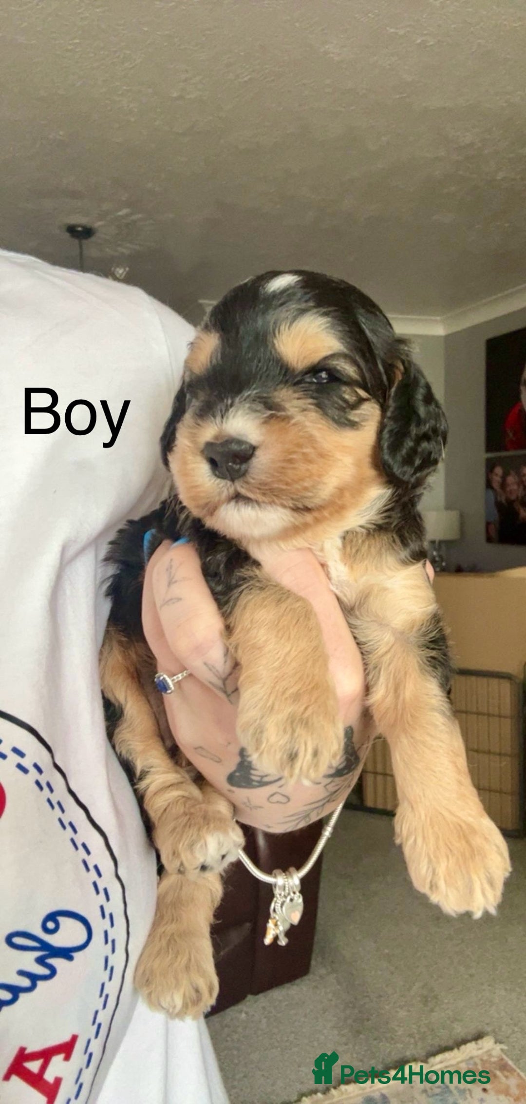 Cockapoo dogs for sale: STUNNING PHANTOM PUPS EXTENSIVE DNA TESTED  - Image 6