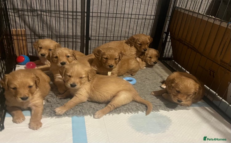 Golden Retriever dogs - Advert 1