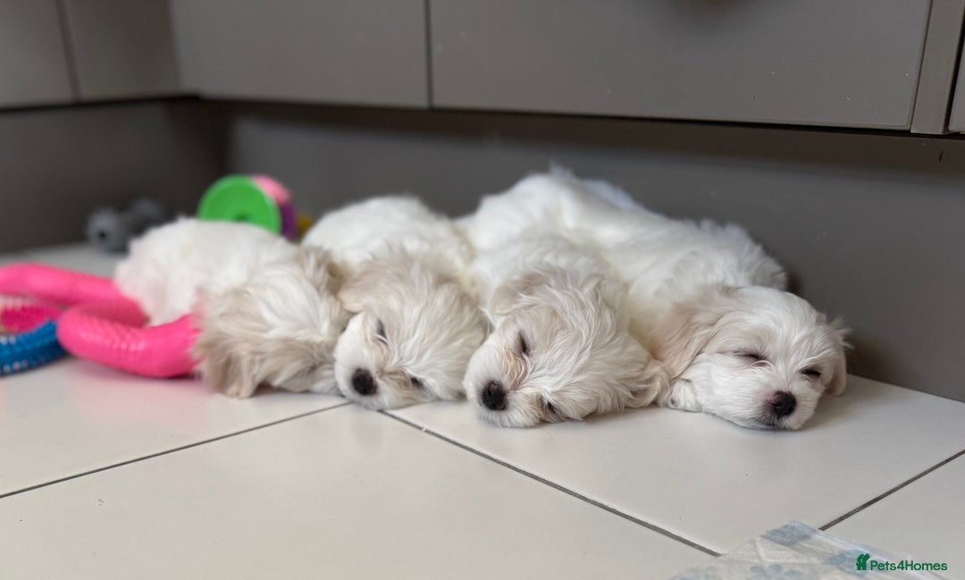 Maltese dogs for sale: 5 Generation KC registered Maltese - Image 12