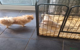Pomeranian dogs for sale: Beautiful russian teddy pomeranians - Image 15
