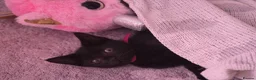 Mixed Breed cats for sale: Beautiful playful Black female kitten  - Advert 12
