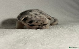 French Bulldog dogs for sale: Boy 1 - Image 4