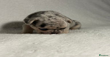 French Bulldog dogs - Advert 13