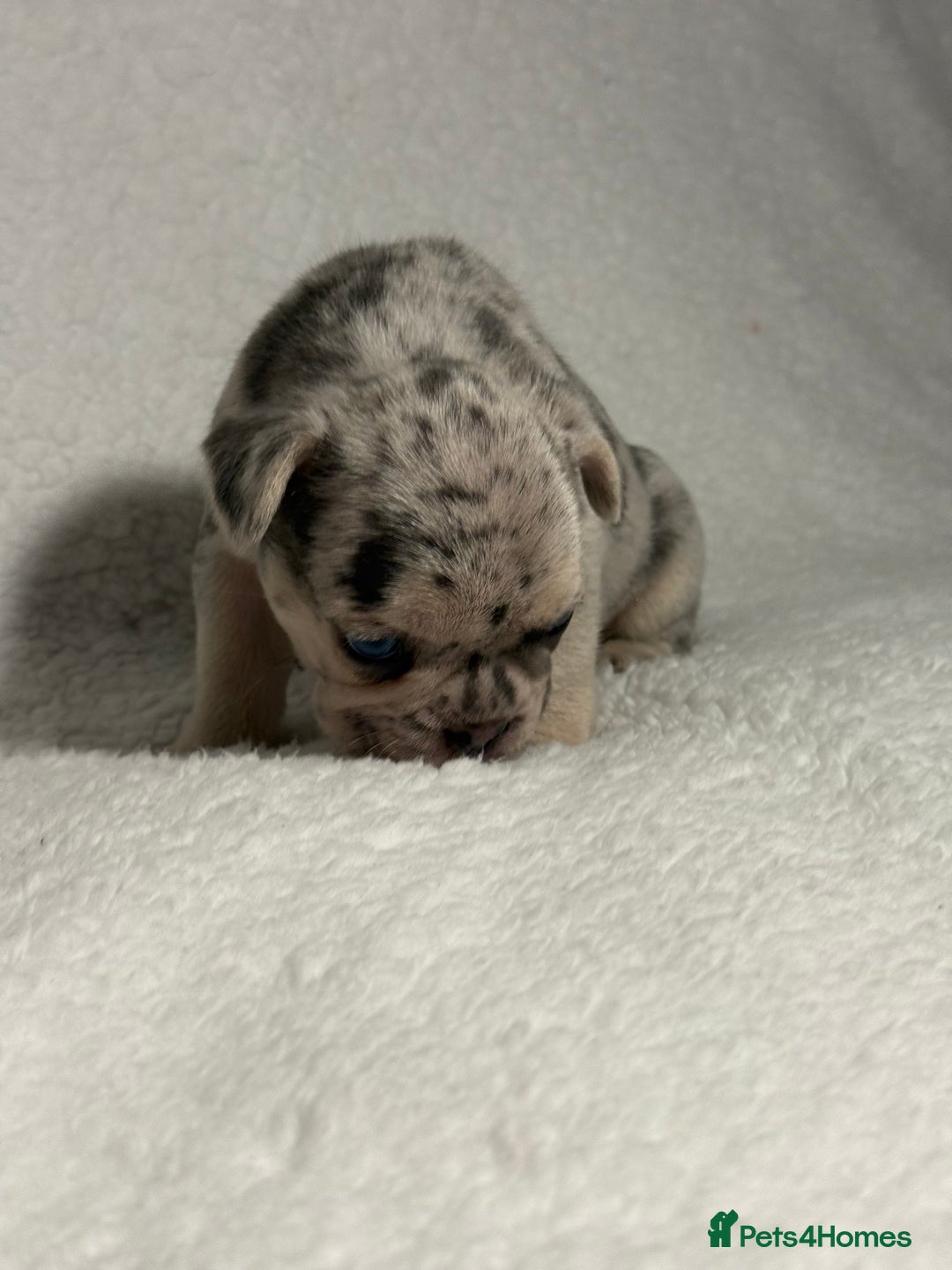 French Bulldog dogs for sale: Boy 1 - Image 4