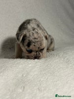 French Bulldog dogs - Advert 13