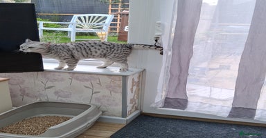 British Shorthair cats - Advert 10