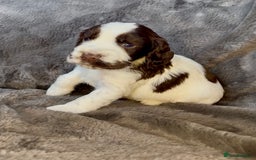 Cocker Spaniel dogs for sale: KC Show Type Cocker Spaniel Pups - Family Home  - Image 14