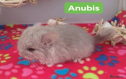 Chinchilla rodents for sale: Baby Royal Persian Angora (RPA /RPAc) Chinchillas - Image 3