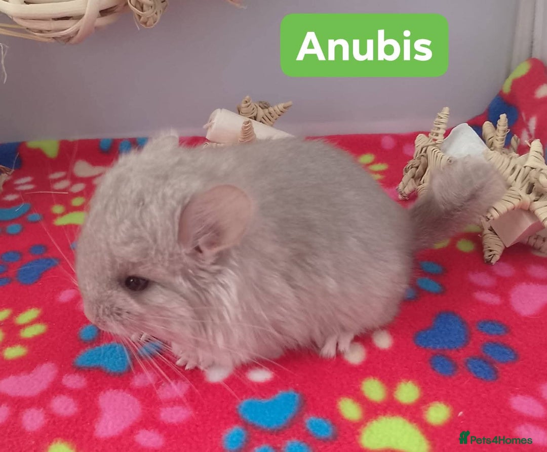 Chinchilla rodents for sale: Baby Royal Persian Angora (RPA /RPAc) Chinchillas - Image 3
