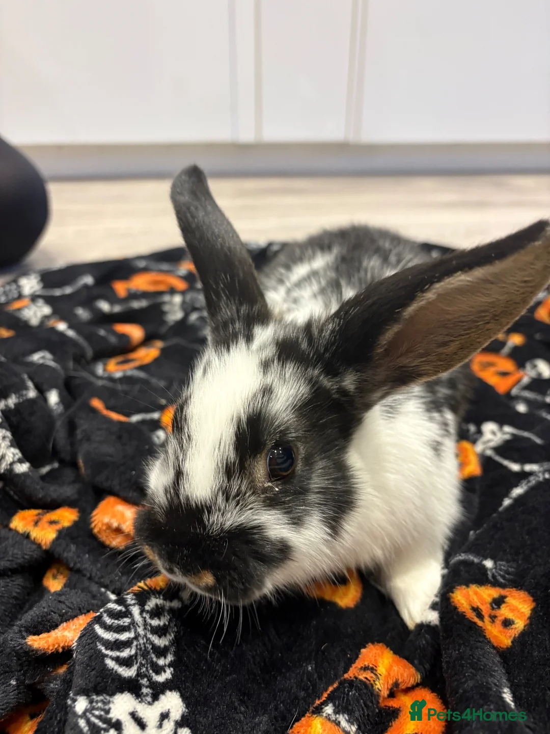 Mini Lion Lop rabbits for sale: 🐰💕 3 Beautiful Baby Girl Rabbits for Sale! 💕 in Barnsley - Advert 2