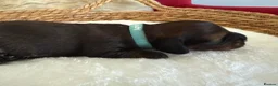Miniature Dachshund dogs for sale: Show class mini longhair pups from Crufts winner  - Advert 4