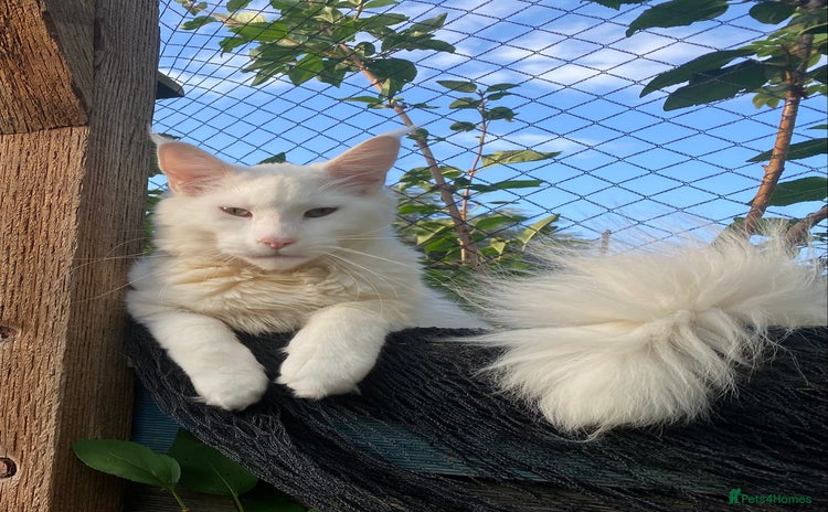 Maine Coon cats - Advert 1