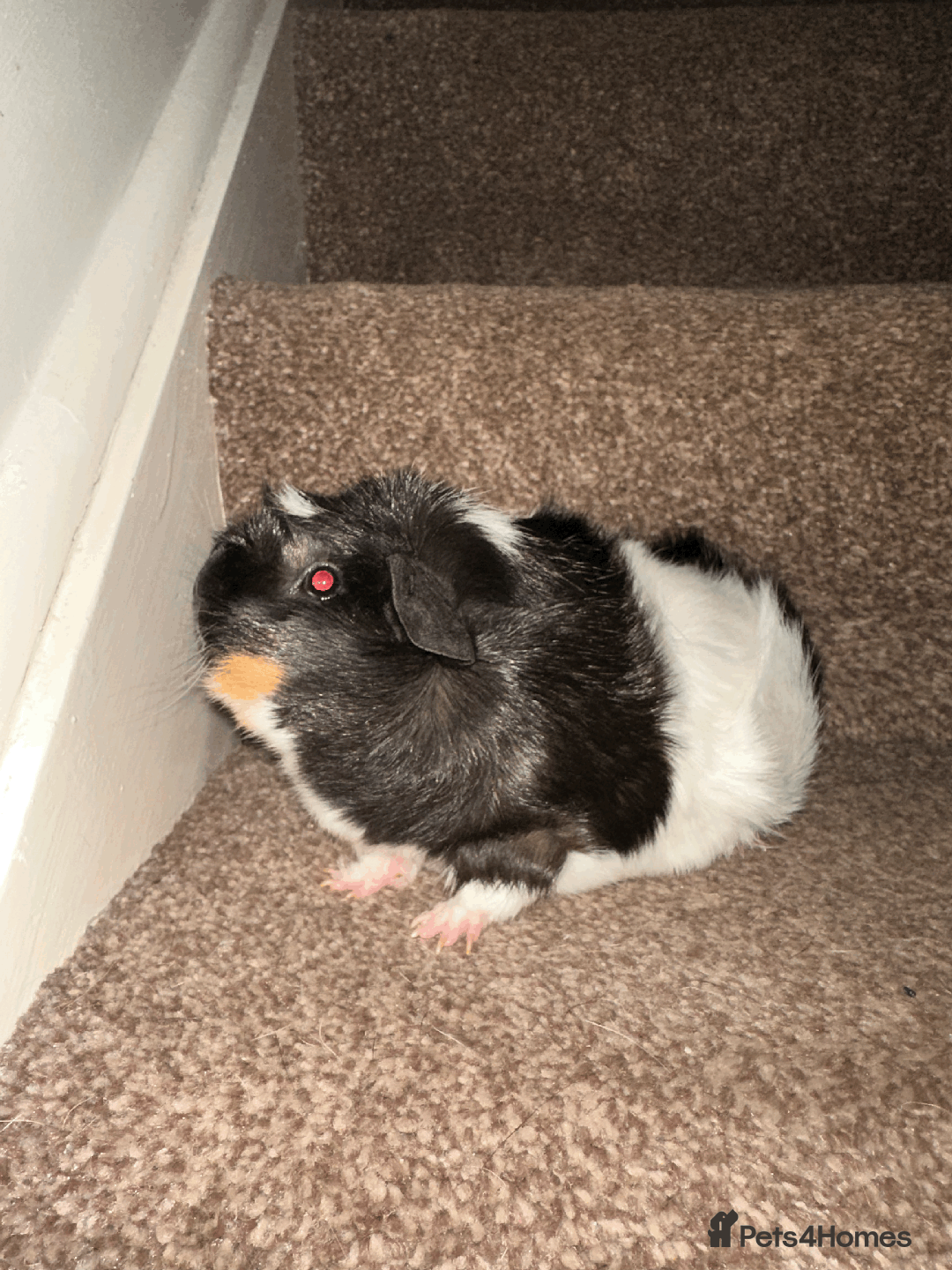 Guinea Pig rodents for sale: Female guinea pig pair (must stay together) - Advert 5