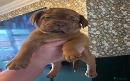 Dogue De Bordeaux dogs for sale: 6 stunning chunky Douge de Bordeux pups - Image 21