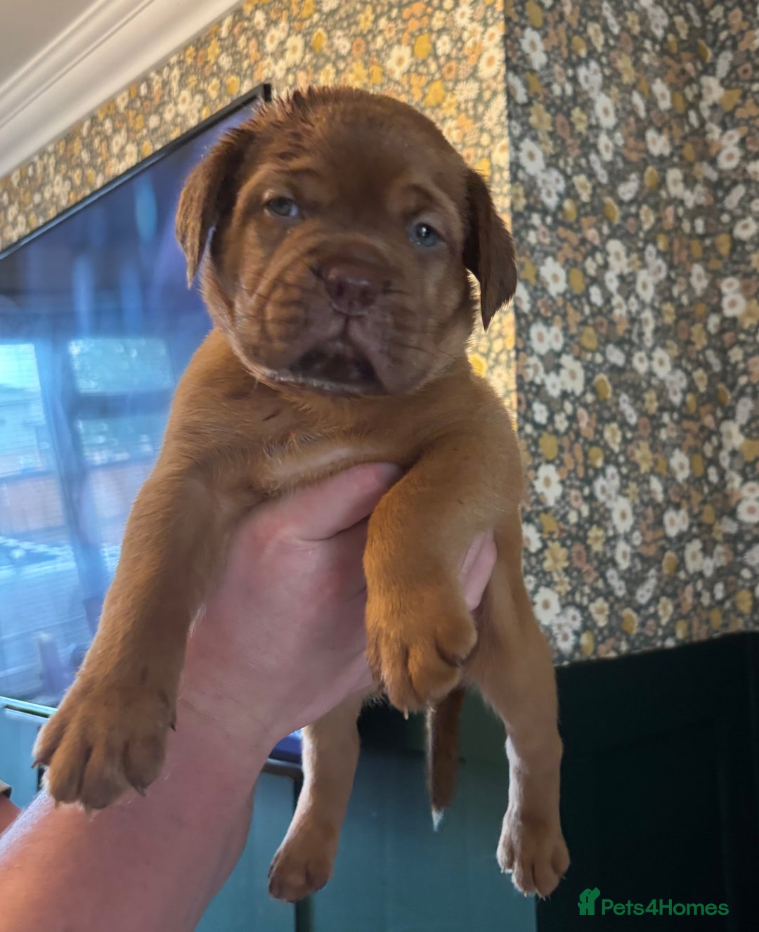 Dogue De Bordeaux dogs for sale: 6 stunning chunky Douge de Bordeux pups - Image 21
