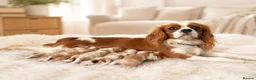 Cavalier King Charles Spaniel dogs for sale: 🐾 KC Registered Cavalier King Charles Spaniel 🐾 - Advert 1