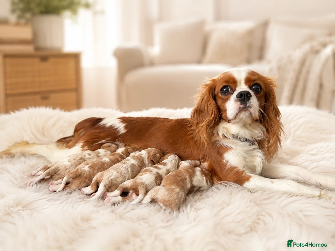 Cavalier King Charles Spaniel dogs for sale: 🐾 KC Registered Cavalier King Charles Spaniel 🐾 - Advert 1