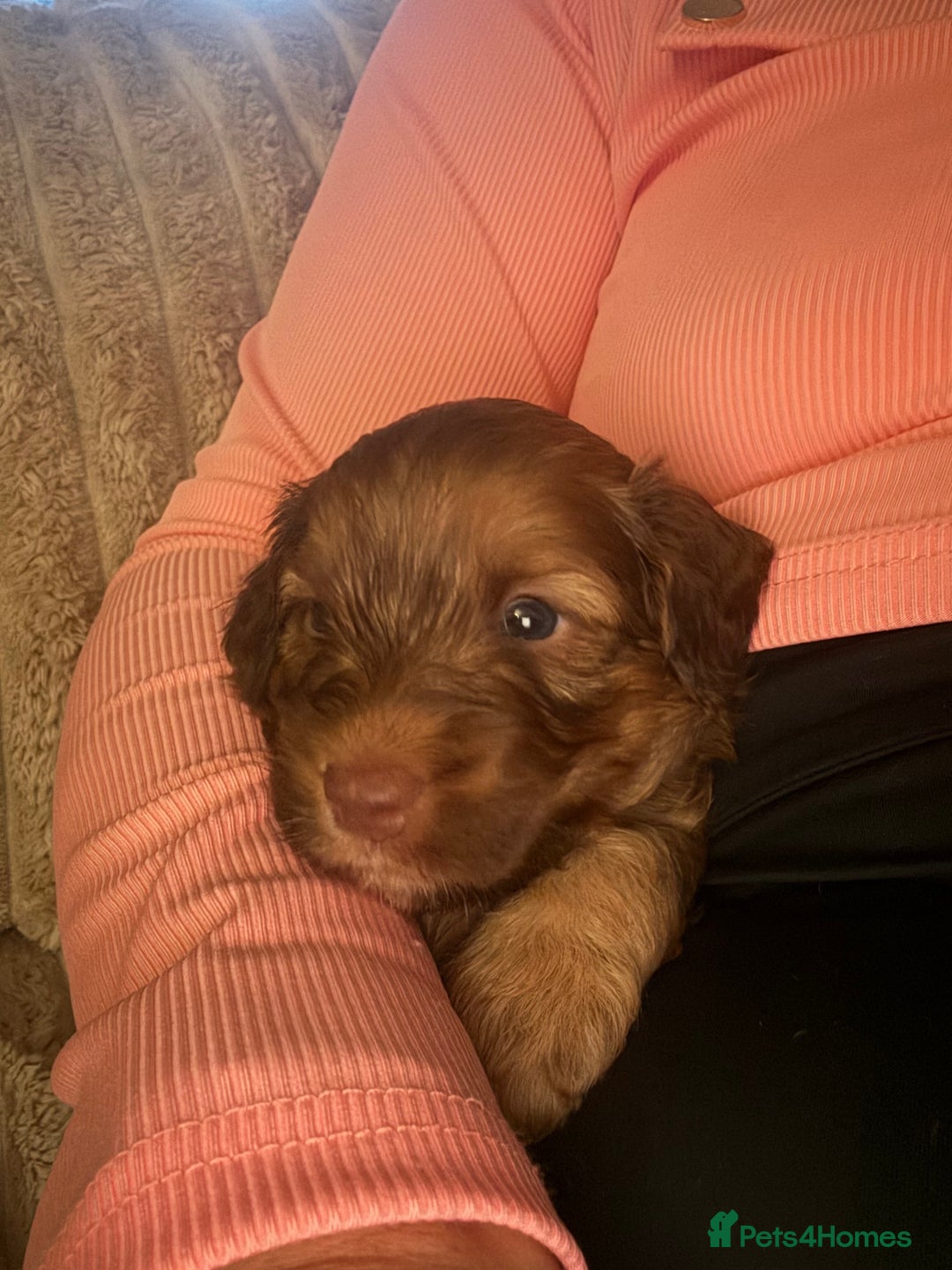 Cockapoo dogs for sale: F2bb Cockapoo Puppies-one red merle girl left ❤️ - Image 1