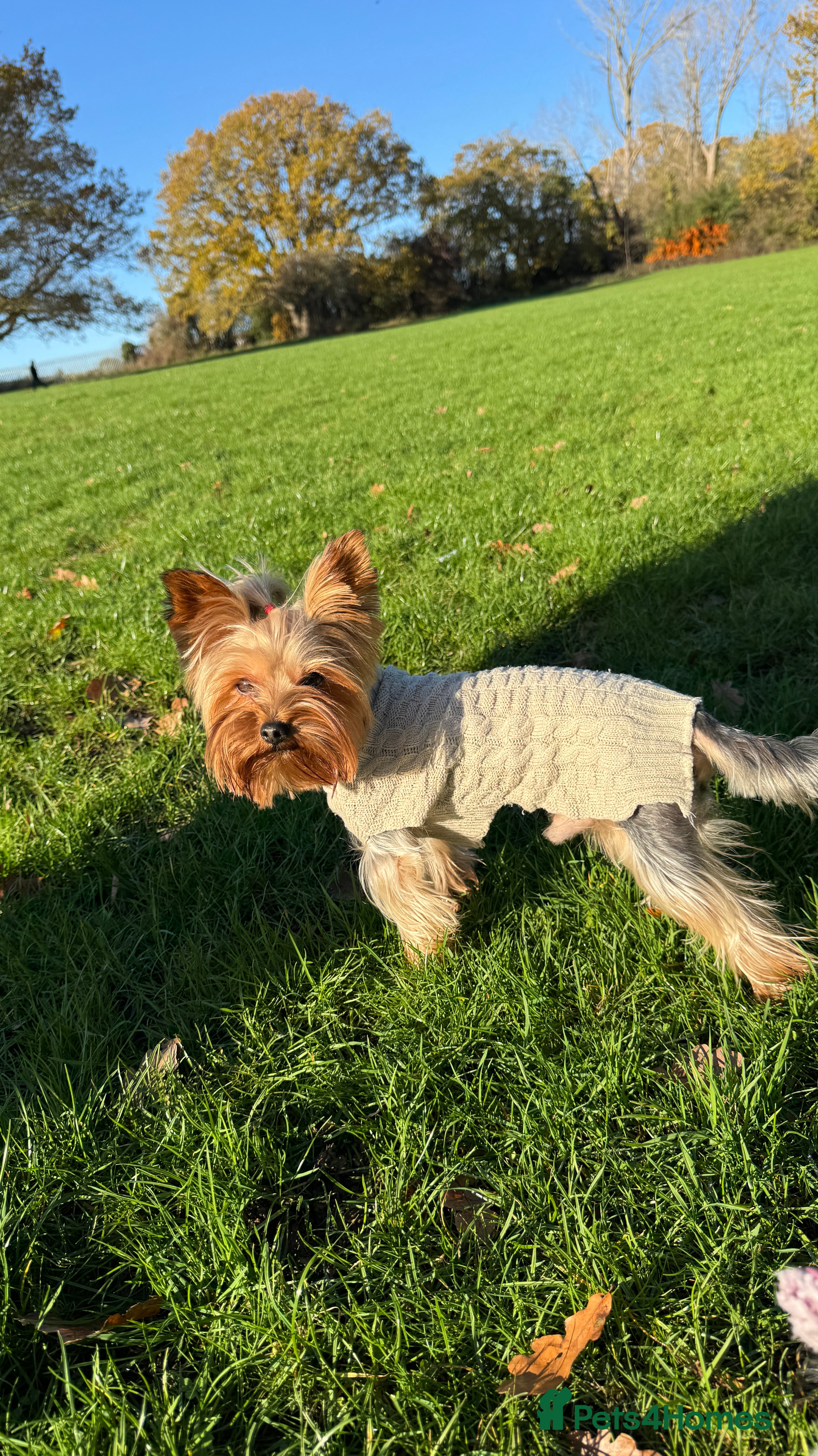 Yorkshire Terrier dogs Yorkshire terrier for stud  in Hornchurch - Advert 15