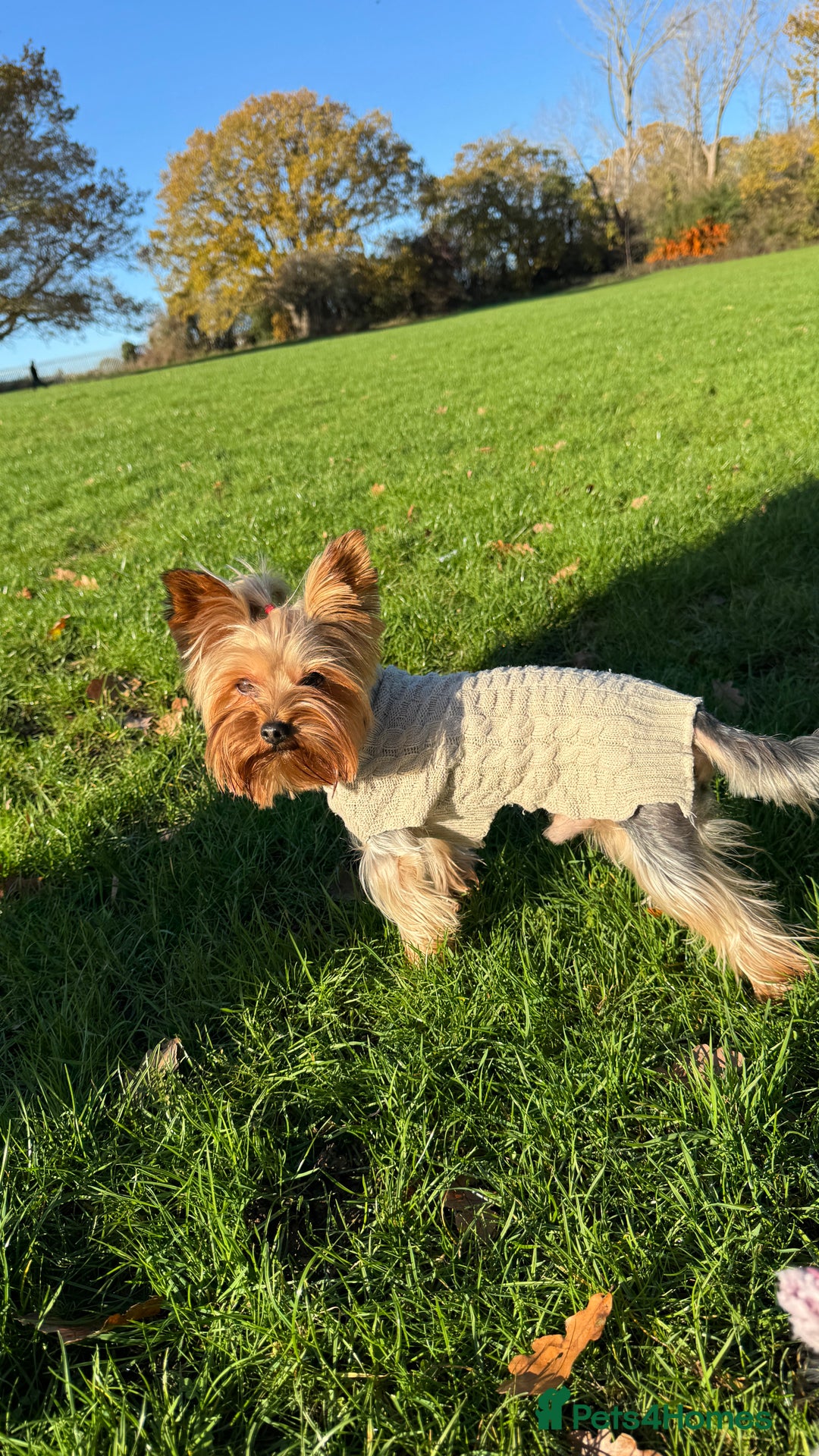 Yorkshire Terrier dogs for stud: Yorkshire terrier for stud  in Hornchurch - Advert 1