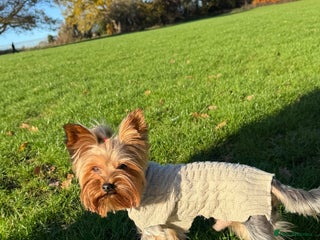 Yorkshire Terrier dogs Yorkshire terrier for stud in Hornchurch - Advert 11