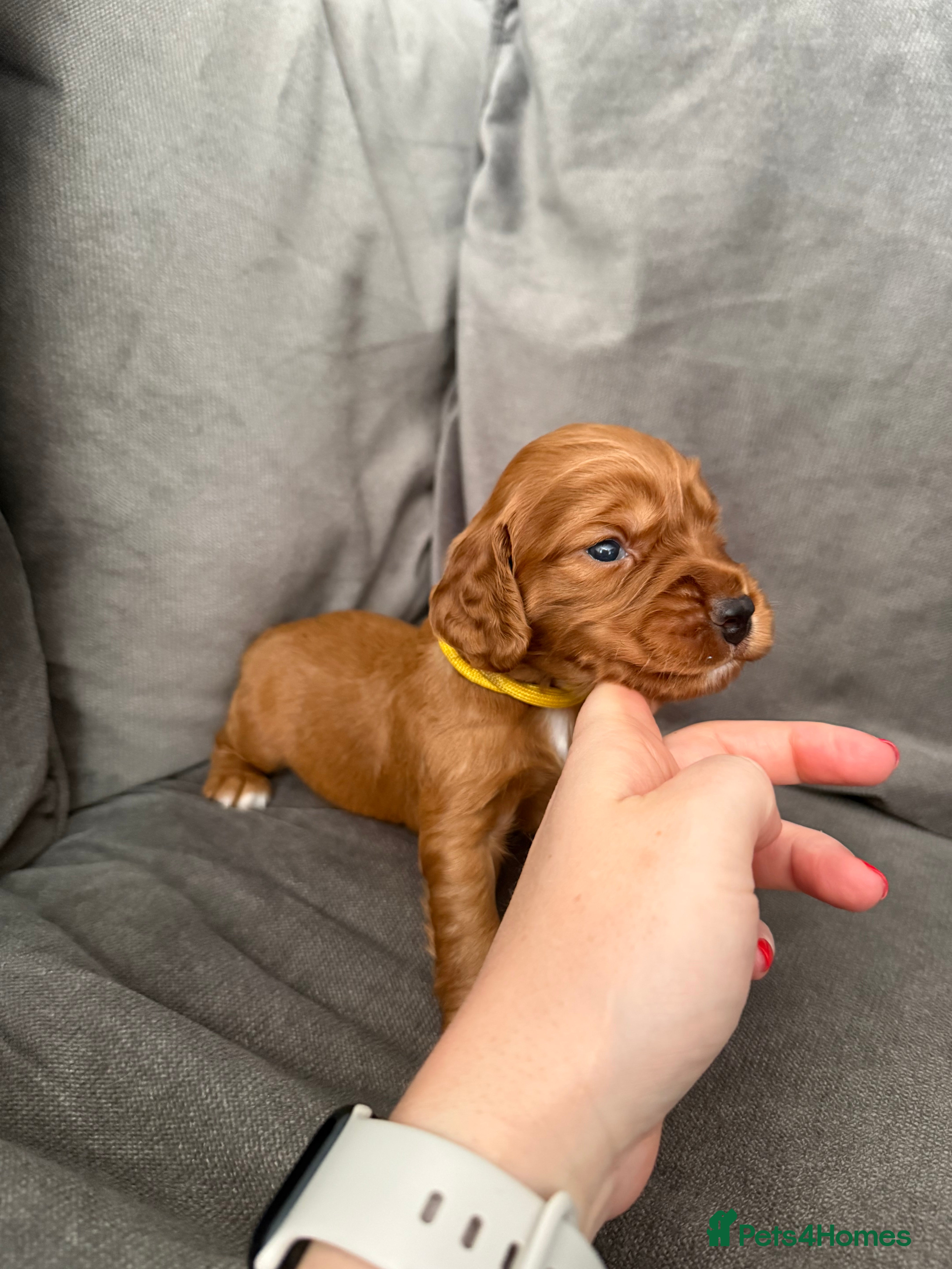 Cocker Spaniel dogs Red KC Registered Working Cocker Spaniel - Advert 2