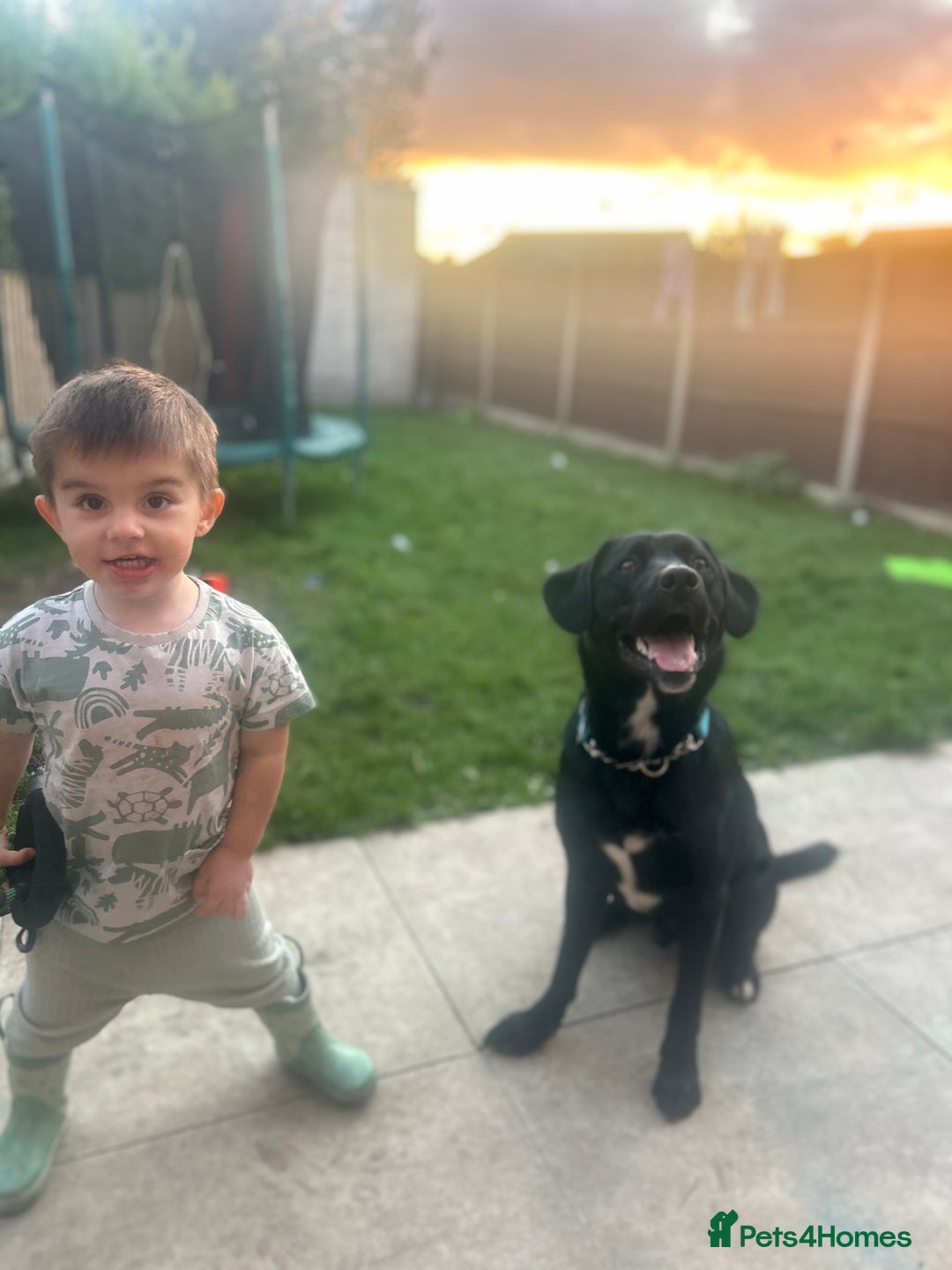 Borador dogs for sale: Barney  - Advert 7