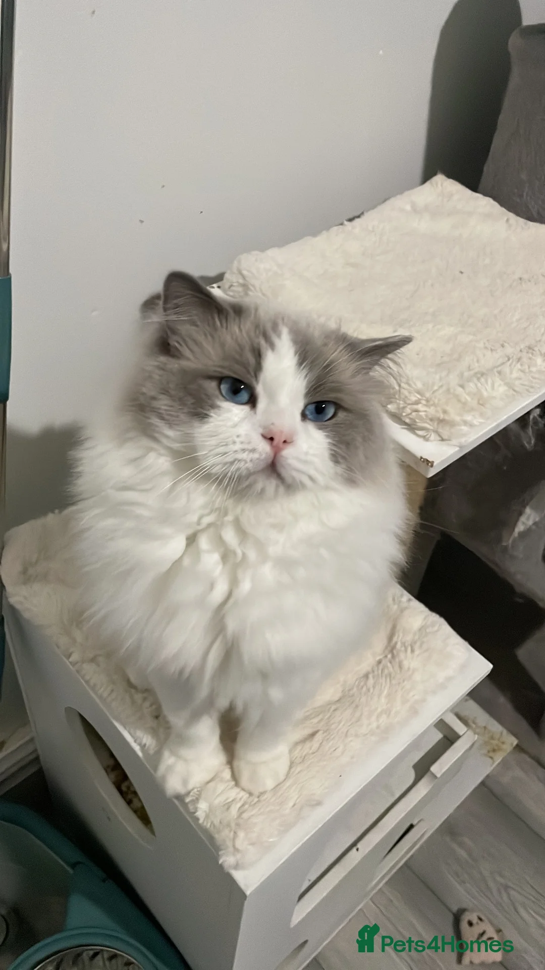 Ragdoll cats for sale: 5Gen Ped Ragdoll Kittens&Ready2Reserve - Advert 2