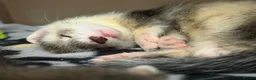 Ferret rodents for sale: Trio Male ferrets in Stevenage - Advert 6