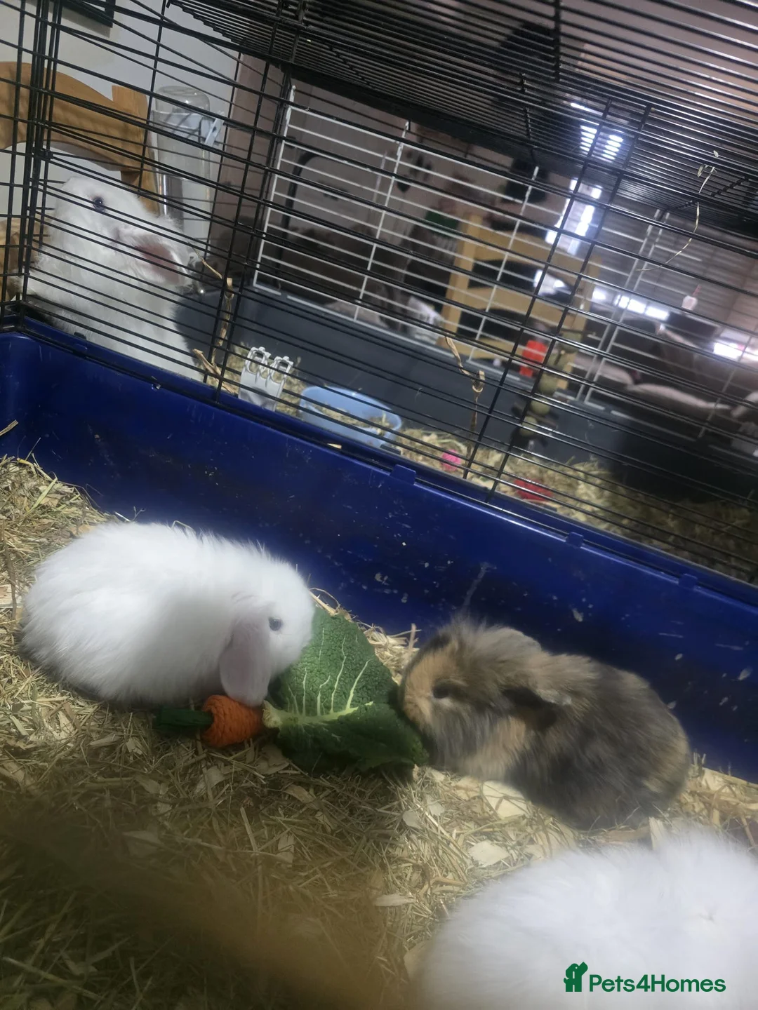 Mini Lion Lop rabbits for sale: Mini lion lop x French continental  - Advert 5