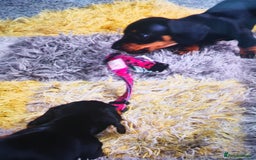 Dachshund dogs for sale: Mini smooth haired miniature Dauchund  - Image 2