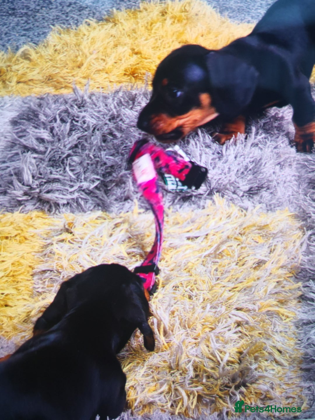 Dachshund dogs for sale: Mini smooth haired miniature Dauchund  - Image 2
