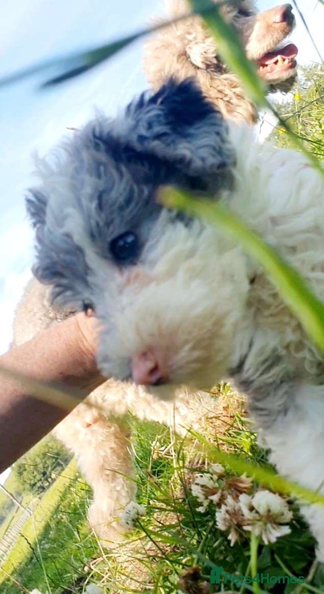 Mixed Breed dogs for sale: ABSOLUTELY STUNNING FOXYPOO PUPPIES - Image 6