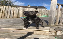 Staffordshire Bull Terrier dogs for stud: Blue Staffordshire bull terrier proven stud in Port Glasgow - Image 4