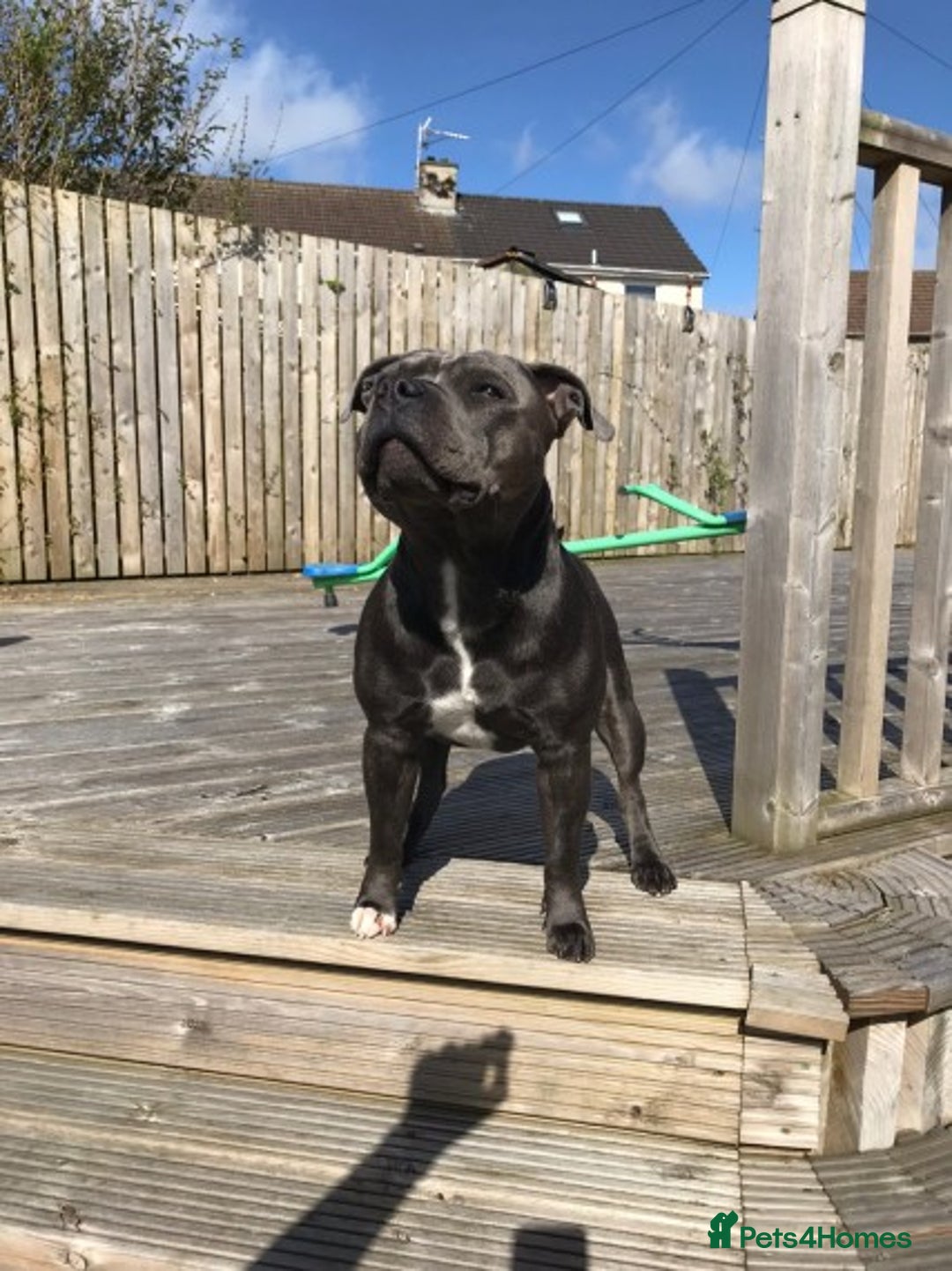 Staffordshire Bull Terrier dogs for stud: Blue Staffordshire bull terrier proven stud in Port Glasgow - Image 4