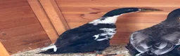 Ducks poultry for sale: 3 month old male Indian runner ducks  in Falkirk - Advert 4