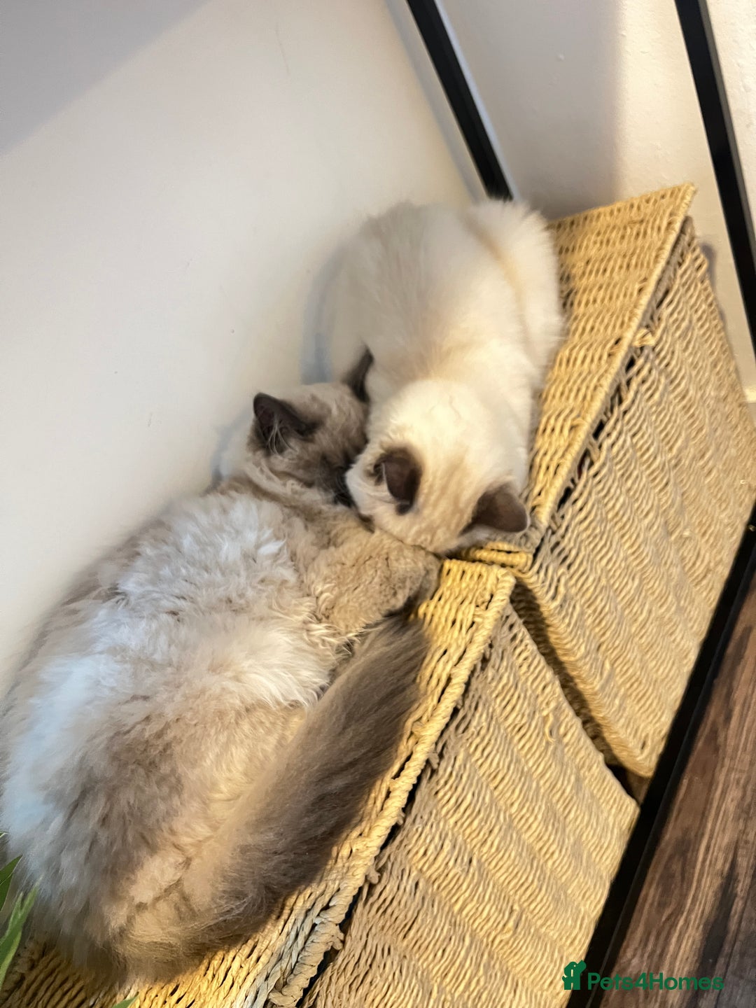 Ragdoll cats for sale: Gorgeous Ragdoll Kittens- 20 weeks old, Ready Now! - Image 9