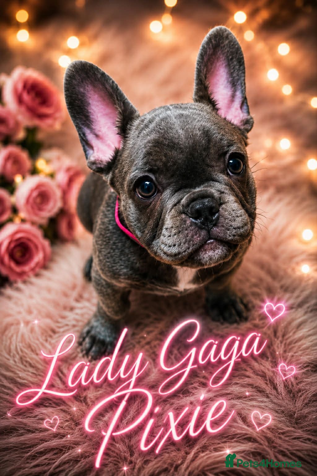French Bulldog dogs French bulldogs  Last girl  - Advert 14