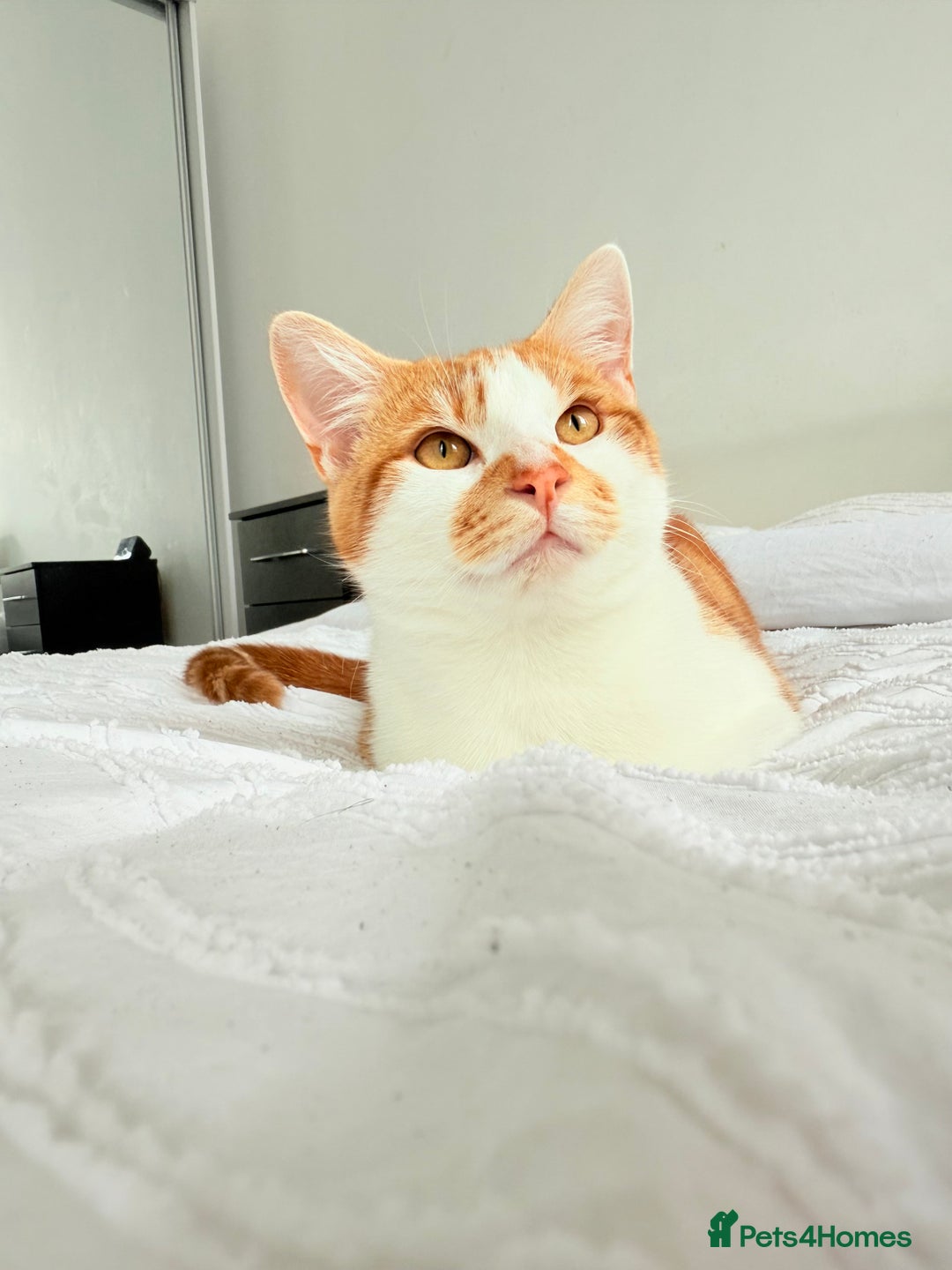 British Shorthair cats for sale: FREE!! Muezza looking for his new home. - Advert 1