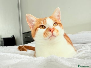 British Shorthair cats FREE!! Muezza looking for his new home. - Advert 1