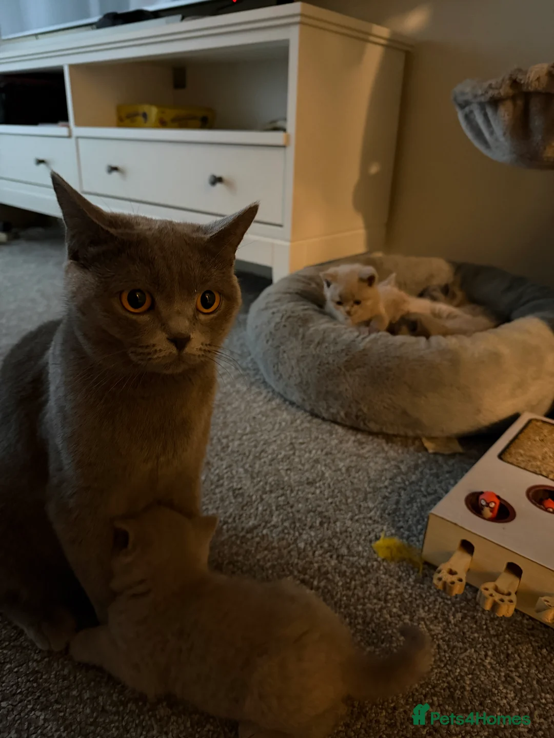 British Shorthair cats for sale: Adorable British Shorthair Blue and Lilic kittens - Advert 13