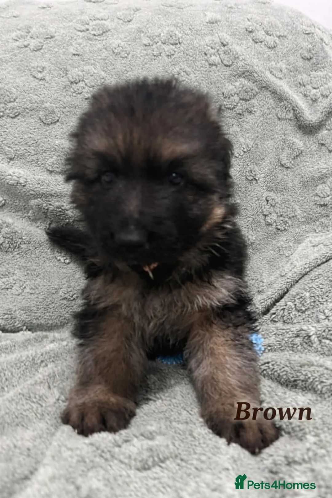 German Shepherd dogs for sale: Beautiful German Shepherd Puppies Kc Registered  - Advert 9