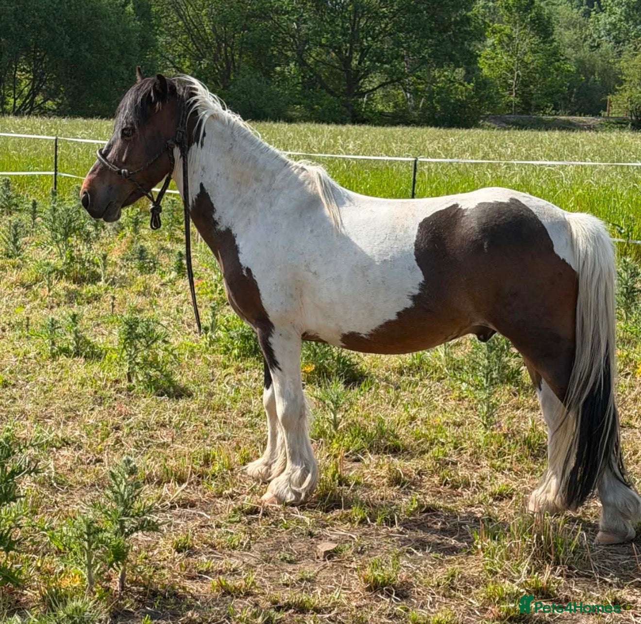 Other Breed horses Mountain pony - Advert 2