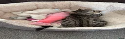Mixed Breed cats for sale: Female tabby kitten  - Advert 2