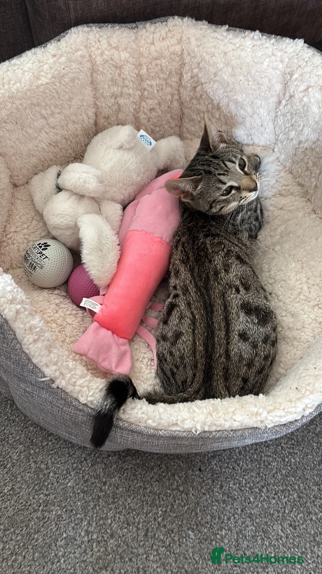 Mixed Breed cats for sale: Female tabby kitten  - Advert 2