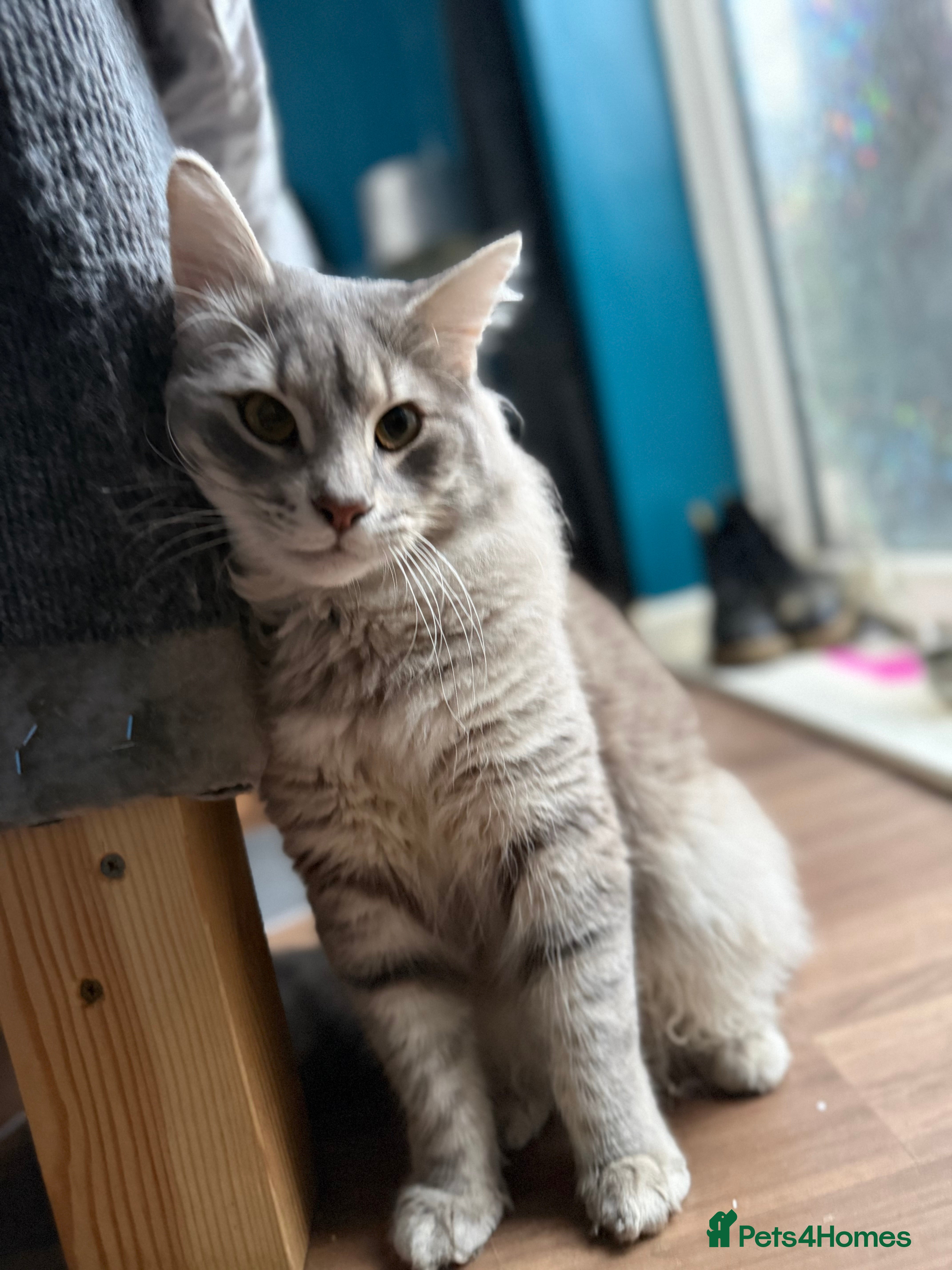 Norwegian Forest Cat cats Dexter  - Advert 3