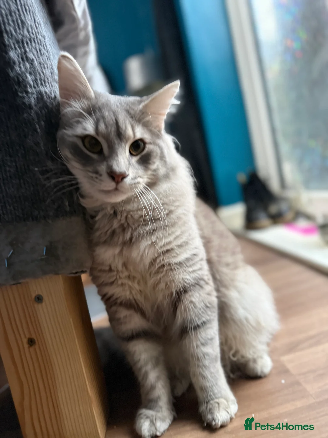 Norwegian Forest Cat cats for sale: Dexter  - Advert 2