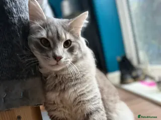 Norwegian Forest Cat cats Dexter - Advert 3