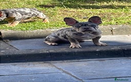 French Bulldog dogs for sale: Kc registered 12 week old French. Bulldogs  - Image 11
